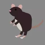 rat