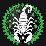 Scorpion United (saudi)_(سپاه کژدم (عربستان   
